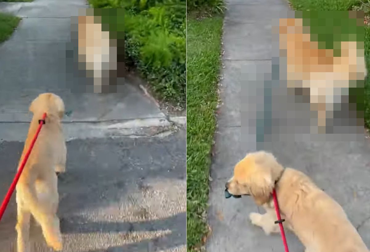 2匹の愛犬と楽しく散歩中と思ったら・・・、あれ?1匹のリードを持っているのは??