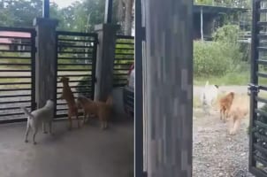 「ここをこうすれば開くはず・・・」賢い愛犬は、門を開けると仲間たちと一緒に遊びに出て行きました