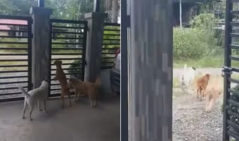 「ここをこうすれば開くはず・・・」賢い愛犬は、門を開けると仲間たちと一緒に遊びに出て行きました