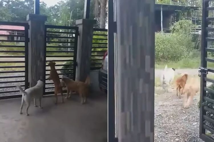 「ここをこうすれば開くはず・・・」賢い愛犬は、門を開けると仲間たちと一緒に遊びに出て行きました