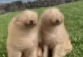 風の強い山の中に佇むゴールデンドゥードルたち。向かい風でモフモフの顔がスゴいことに！！