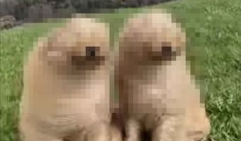 風の強い山の中に佇むゴールデンドゥードルたち。向かい風でモフモフの顔がスゴいことに！！