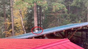 猫が屋根の上を飄々と歩いている・・・と思いきや、その猫の身にまさかまさかのアクシデントが！