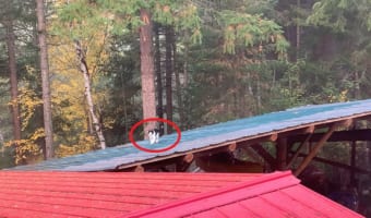 猫が屋根の上を飄々と歩いている・・・と思いきや、その猫の身にまさかまさかのアクシデントが！