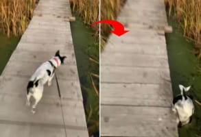 ええっ・・・？！お散歩をしていたら、愛犬がなんと藻を芝生だと勘違いして頭から突っ込んでいきました！！