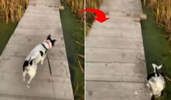 ええっ・・・?!お散歩をしていたら、愛犬がなんと藻を芝生だと勘違いして頭から突っ込んでいきました!!