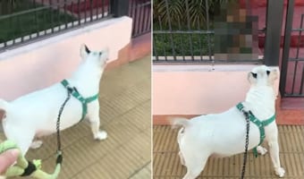 勢い余り過ぎちゃったね・・・。散歩中の愛犬に挨拶をしに来てくれた近所の犬。身を乗り出さんばかりの元気さが裏目に出てしまい・・・