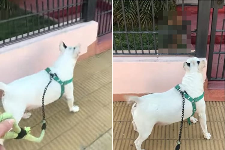 勢い余り過ぎちゃったね・・・。散歩中の愛犬に挨拶をしに来てくれた近所の犬。身を乗り出さんばかりの元気さが裏目に出てしまい・・・