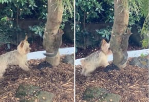 「あれ？尻尾は見えるのに？」庭にあらわれたリスにかくれんぼをして遊んでもらうヨークシャー・テリア