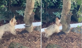 「あれ?尻尾は見えるのに?」庭にあらわれたリスにかくれんぼをして遊んでもらうヨークシャー・テリア