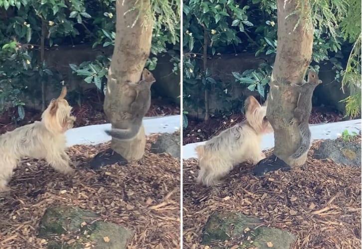「あれ？尻尾は見えるのに？」庭にあらわれたリスにかくれんぼをして遊んでもらうヨークシャー・テリア