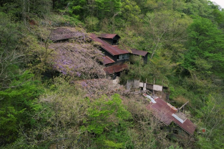 人に見られなくても花は咲く。廃鉱となった鉱山施設は人知れず美しい藤棚になっていました