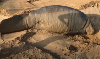 陸に打ち上げられて動けない巨大なマナティ。救出作戦で大活躍したのは『あの重機』でした!