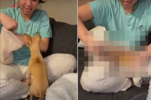 「その中に潜りたい！」飼い主さんが差し出したニット帽にいそいそと入り込むチワワがかわいい