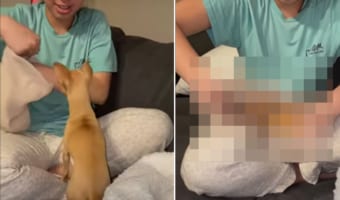 「その中に潜りたい!」飼い主さんが差し出したニット帽にいそいそと入り込むチワワがかわいい