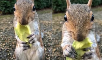 モキュモキュモキュモキュ。アボガドを食べる手が止まらないリスがかわいい！！