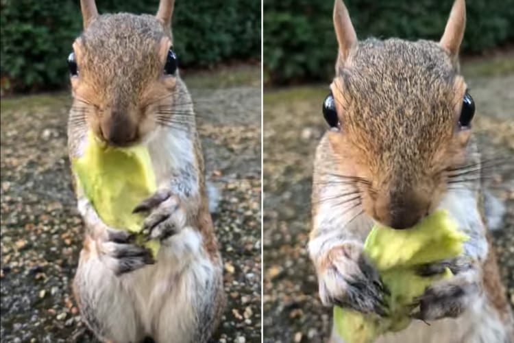 モキュモキュモキュモキュ。アボガドを食べる手が止まらないリスがかわいい！！