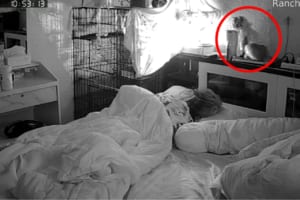 寝ている飼い主さんの枕元に佇む猫。ちょっと移動して座ろうとしたところ・・・飼い主さんにとんだ悲劇が舞い降りました