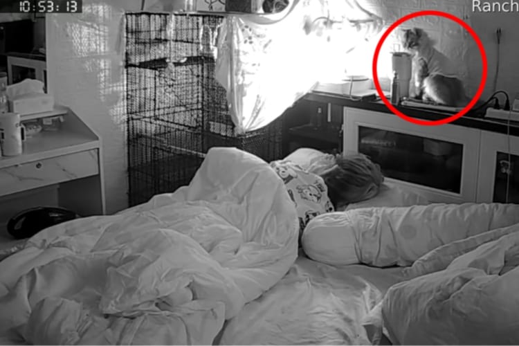 寝ている飼い主さんの枕元に佇む猫。ちょっと移動して座ろうとしたところ・・・飼い主さんにとんだ悲劇が舞い降りました