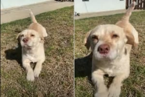 尻尾をフリフリ！飼い主さんに匍匐前進をしながら近寄って来る犬が楽し気でかわいい！