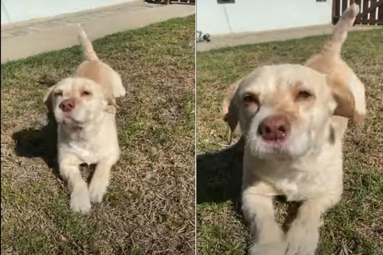 尻尾をフリフリ！飼い主さんに匍匐前進をしながら近寄って来る犬が楽し気でかわいい！