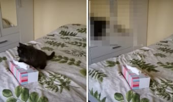 鏡に映る光景を眺める子猫。鏡の向こう側の世界に飛び込もうとしますが・・・、もちろん鏡の中には入れないので痛そうな目にあってしまうのでした