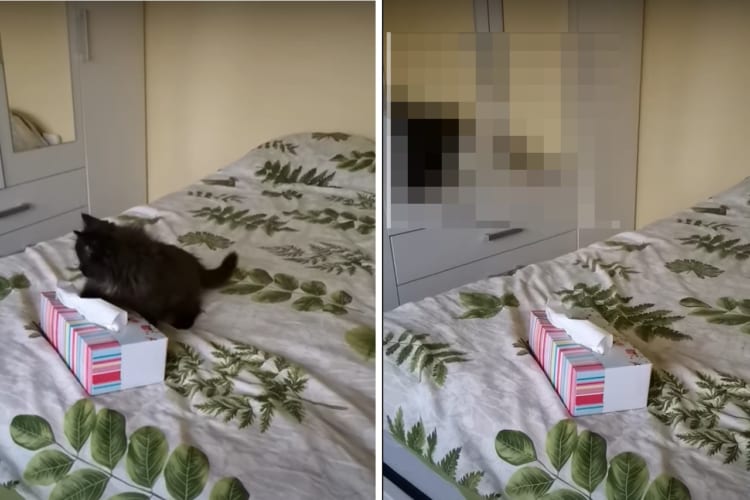 鏡に映る光景を眺める子猫。鏡の向こう側の世界に飛び込もうとしますが・・・、もちろん鏡の中には入れないので痛そうな目にあってしまうのでした