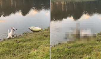 バス釣りに一緒に来たチワワ。リリースしようとしたバスを追いかけようとするのですが・・・、この子にはちょっと相手が大きすぎたみたい