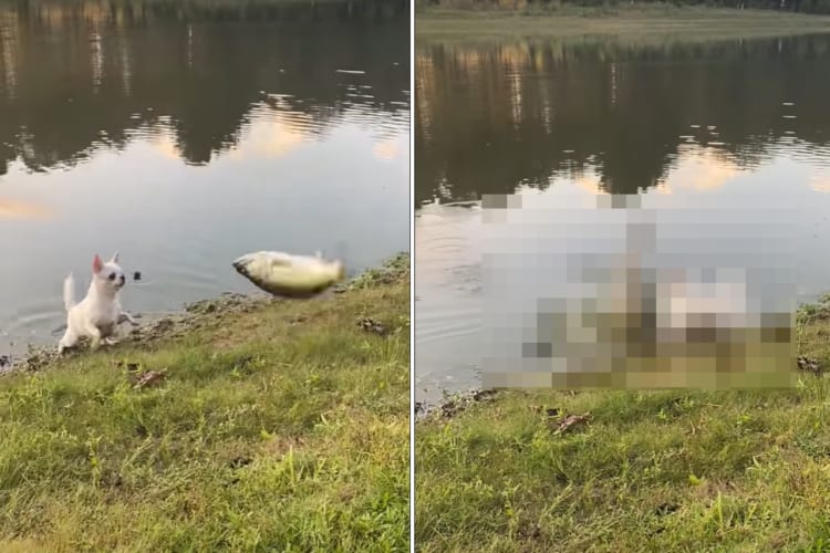 バス釣りに一緒に来たチワワ。リリースしようとしたバスを追いかけようとするのですが・・・、この子にはちょっと相手が大きすぎたみたい