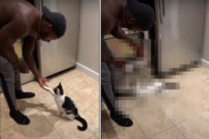 とっても芸達者な猫！お手をして、伏せて横にコロンと転がって・・・、飼い主さんが「バンッ！」と撃つフリをするとなんと！？