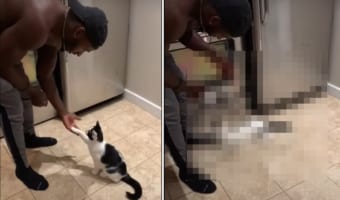 とっても芸達者な猫！お手をして、伏せて横にコロンと転がって・・・、飼い主さんが「バンッ！」と撃つフリをするとなんと！？