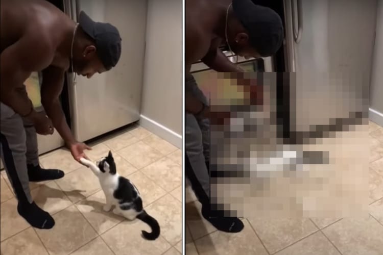 とっても芸達者な猫！お手をして、伏せて横にコロンと転がって・・・、飼い主さんが「バンッ！」と撃つフリをするとなんと！？