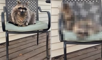 イチャつこうとし過ぎて怒られちゃった?大好きな猫にベタベタくっつきたい様子のアライグマ