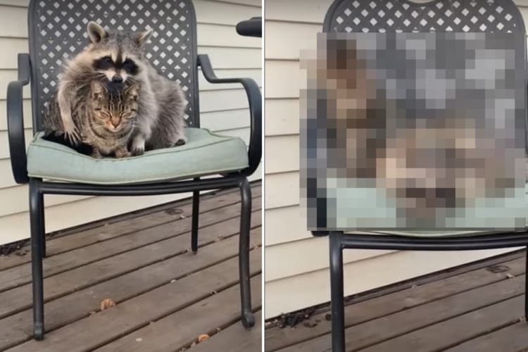 イチャつこうとし過ぎて怒られちゃった？大好きな猫にベタベタくっつきたい様子のアライグマ