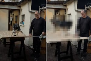 合板がトランポリンみたいに弾んで楽しい様子のハスキー犬。合板をカットしようにも愛犬が遊んでいるので作業ができません！！