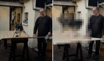 合板がトランポリンみたいに弾んで楽しい様子のハスキー犬。合板をカットしようにも愛犬が遊んでいるので作業ができません!!