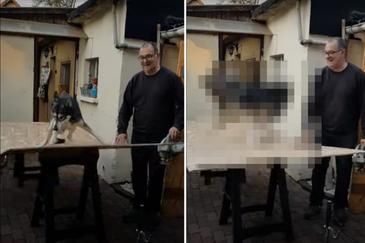 合板がトランポリンみたいに弾んで楽しい様子のハスキー犬。合板をカットしようにも愛犬が遊んでいるので作業ができません！！