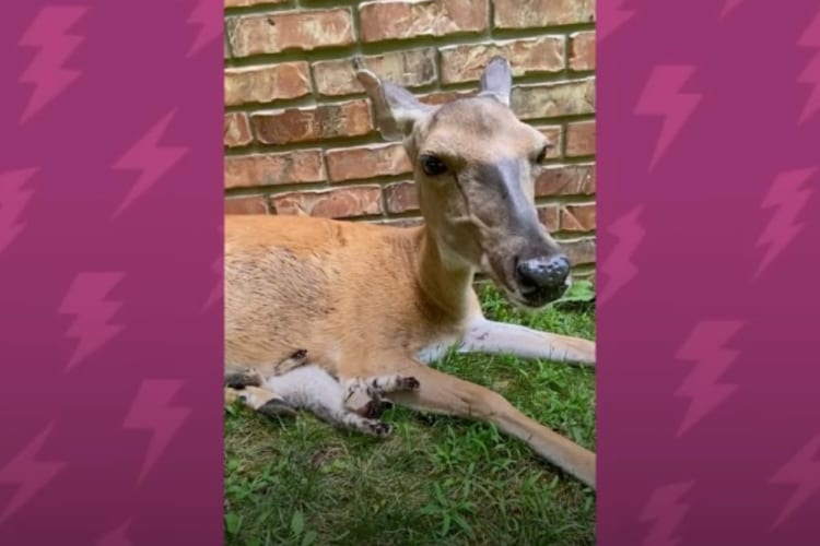 みんなこの子が大好き！愛され子猫は庭にやってくる野生のシカともお友達になりました