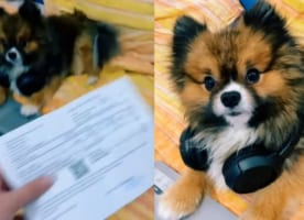 獣医からの請求書を飼い主さんから差し出されたポメラニアン。「どうやって支払う？」と問われキョトンと首を傾げる姿がかわいすぎる！！