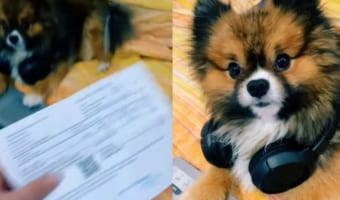 獣医からの請求書を飼い主さんから差し出されたポメラニアン。「どうやって支払う?」と問われキョトンと首を傾げる姿がかわいすぎる!!