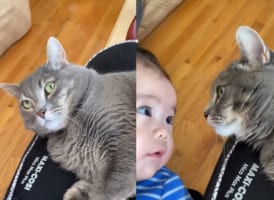 赤ちゃんと目と目が合った猫。じっと赤ちゃんの顔を見つめる様子が微笑ましい
