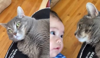 赤ちゃんと目と目が合った猫。じっと赤ちゃんの顔を見つめる様子が微笑ましい