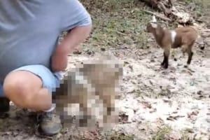 負けん気がスゴい！男性に打ち勝ちたいのか、小さくてかわいい子ヤギが何度も突進して体当たり！！