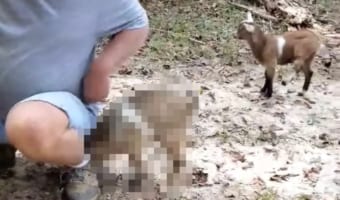 負けん気がスゴい!男性に打ち勝ちたいのか、小さくてかわいい子ヤギが何度も突進して体当たり!!