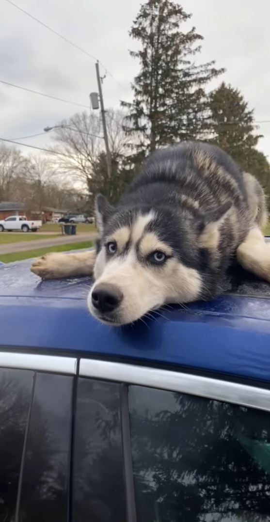 「ここからは絶対動かないワン！」車のルーフから移動することを頑なに拒否するハスキー犬