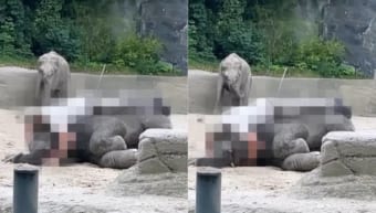 お昼寝する象の赤ちゃんのすぐそばにいる飼育員さん。その添い寝姿にビックリ！