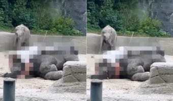 お昼寝する象の赤ちゃんのすぐそばにいる飼育員さん。その添い寝姿にビックリ！