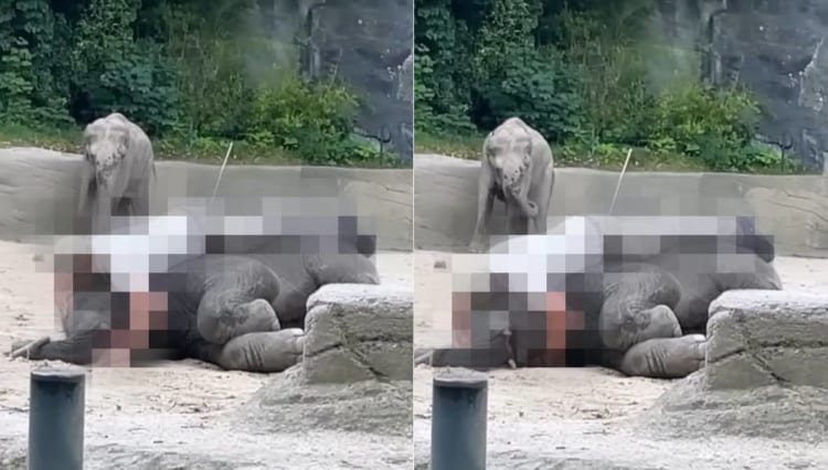 お昼寝する象の赤ちゃんのすぐそばにいる飼育員さん。その添い寝姿にビックリ！