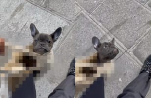 「歩くより飼い主さんを眺めていたい」そんなことを考えていそうなフレンチブルドッグのお散歩姿がかわいいけど・・・なんか違う！