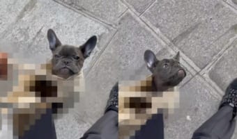 「歩くより飼い主さんを眺めていたい」そんなことを考えていそうなフレンチブルドッグのお散歩姿がかわいいけど・・・なんか違う!